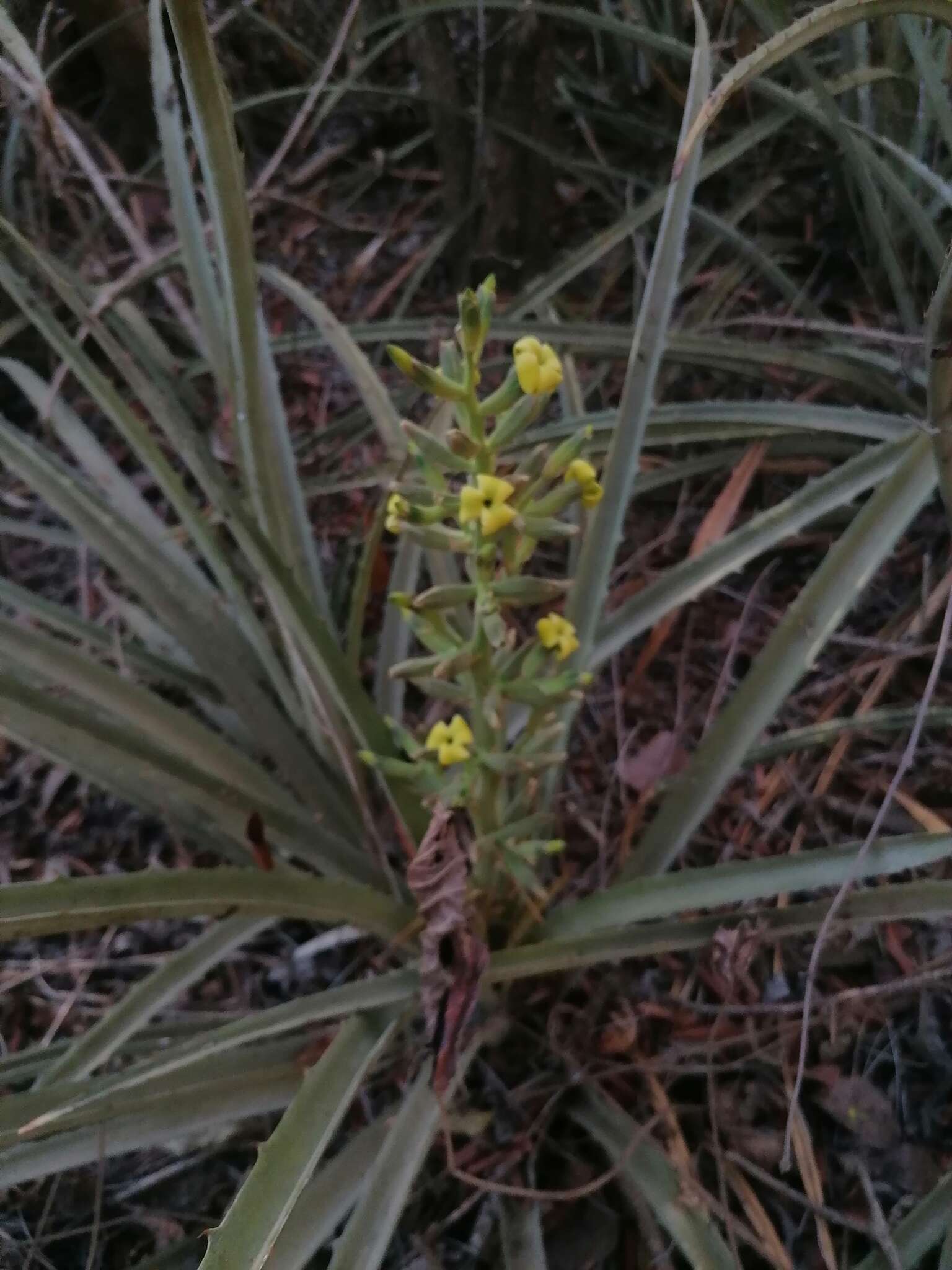 Bromelia palmeri Mez的圖片