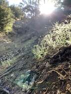 Image of Nine Mile Canyon phacelia