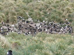 Image of black-browed albatross