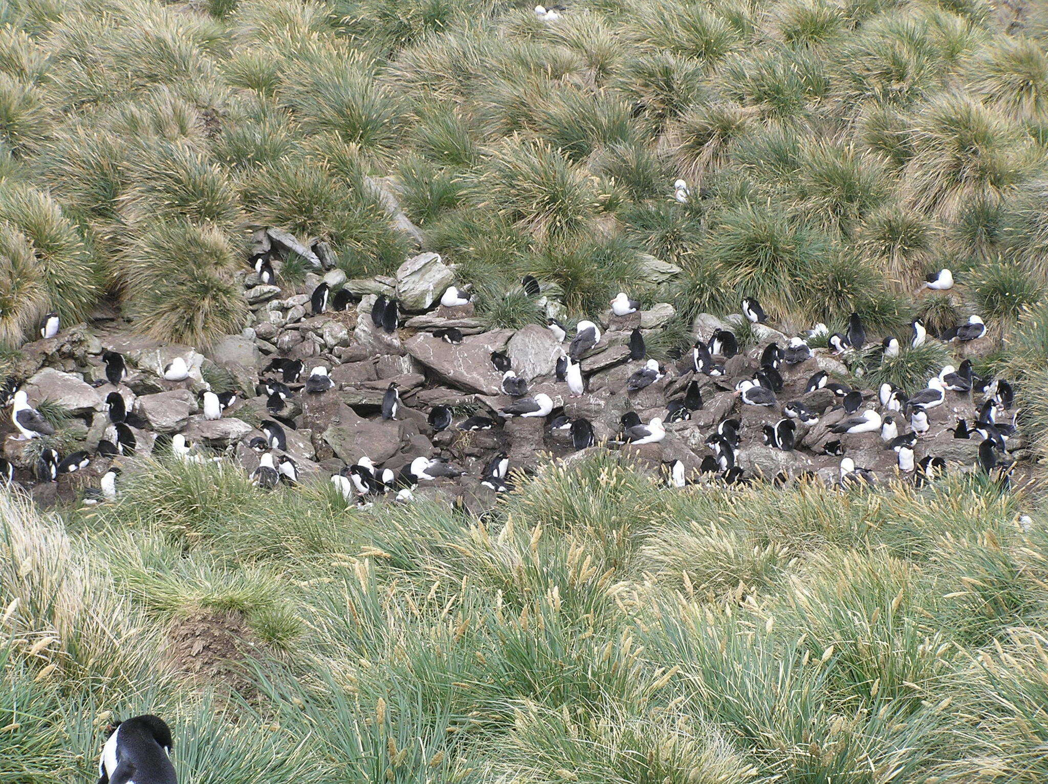 Image of black-browed albatross