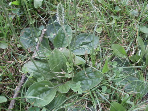 Image of Hoary Plantain