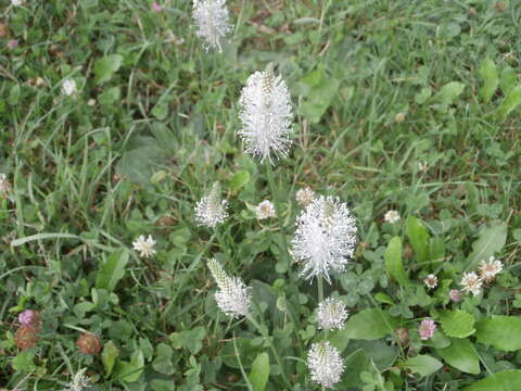 Image of Hoary Plantain