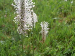 Image of Hoary Plantain