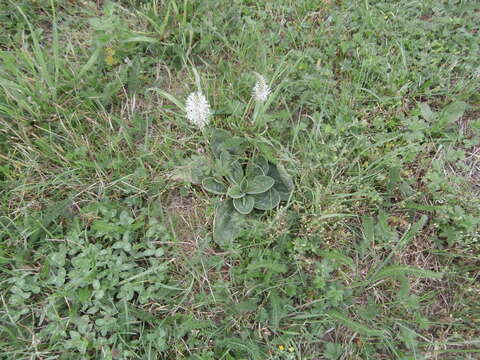 Image of Hoary Plantain