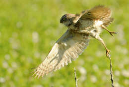 Image of Burrowing Owl