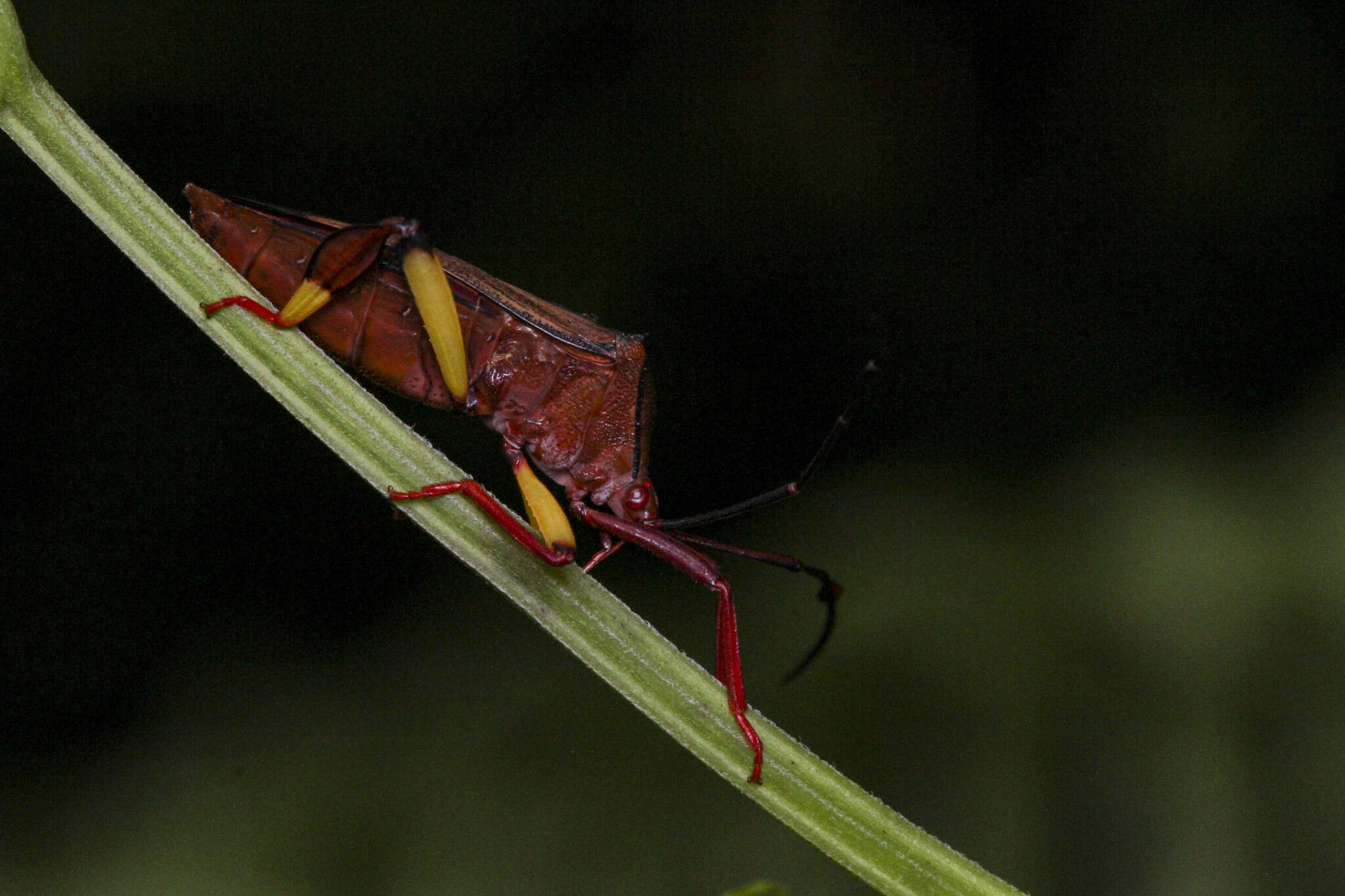 Image of Melucha biolleyi Distant 1900