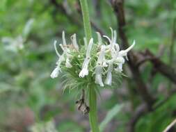 Слика од Marrubium catariifolium Desr.