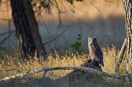 Image of Great Horned Owl