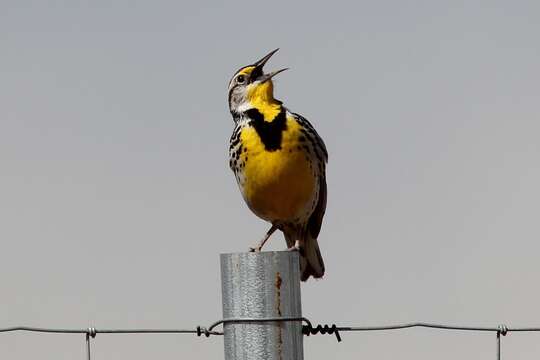 Image of Western Meadowlark