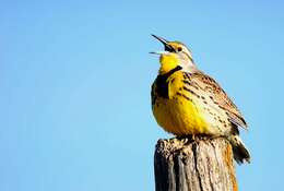 Image of Western Meadowlark