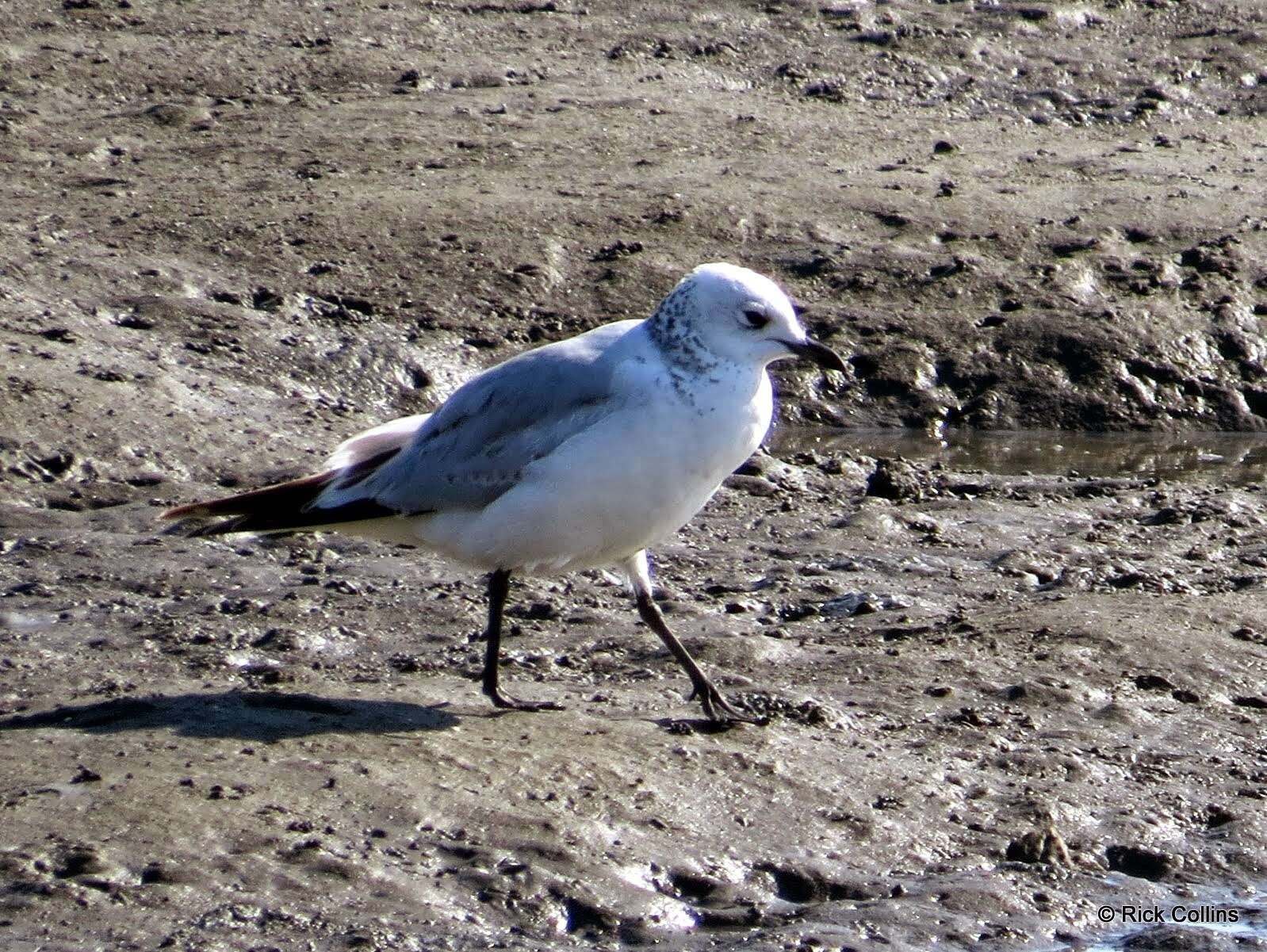 Image of Relict Gull