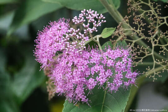 Image of Callicarpa nudiflora Hook. & Arn.