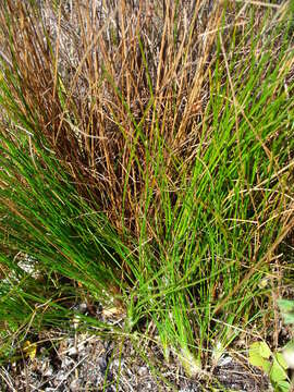 Image of Ficinia bulbosa (L.) Nees