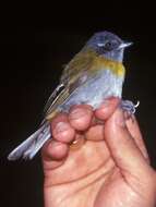 Image of Ashy-throated Bush Tanager