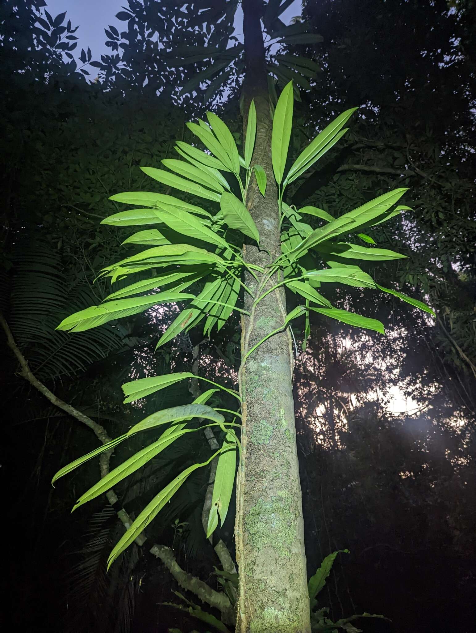 Image de Rhaphidophora australasica F. M. Bailey