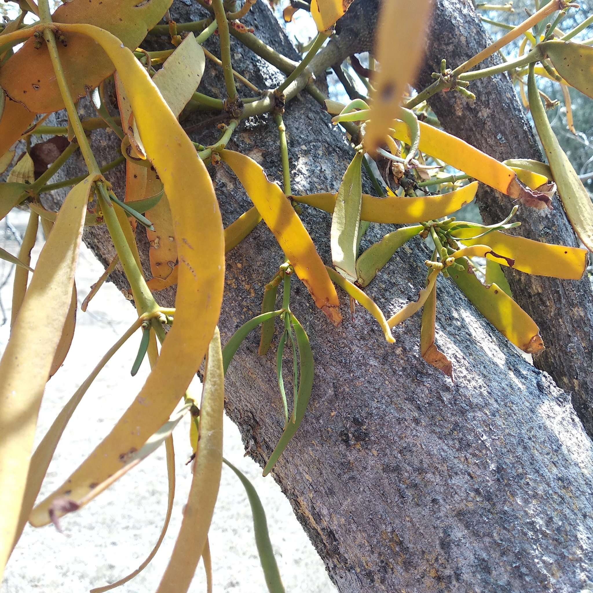 Image of Phoradendron carneum Urb.