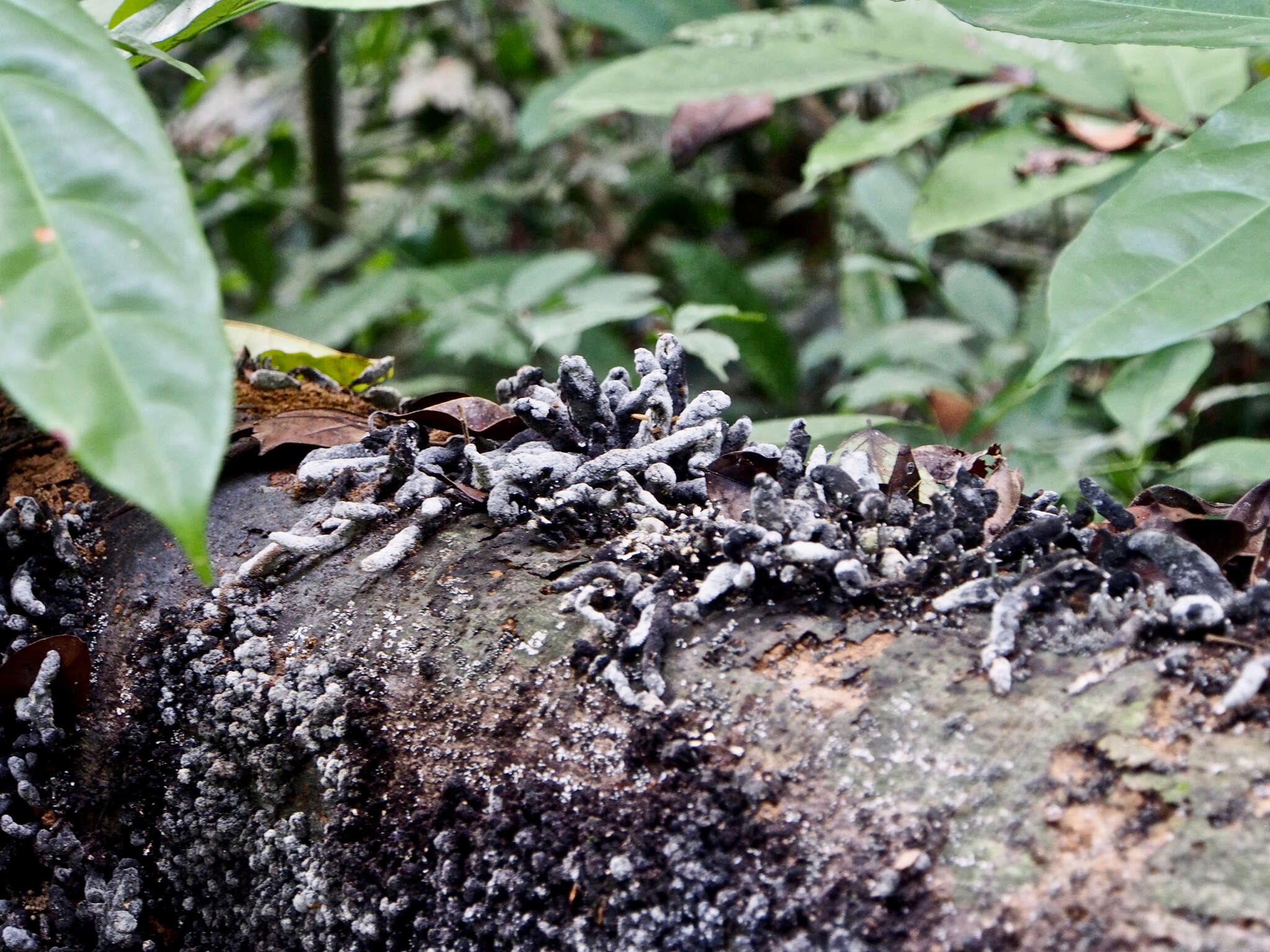 Imagem de Xylaria feejeensis (Berk.) Fr. 1851