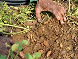 Image of hausa potato