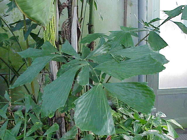 Image of Burmese fishtail palm