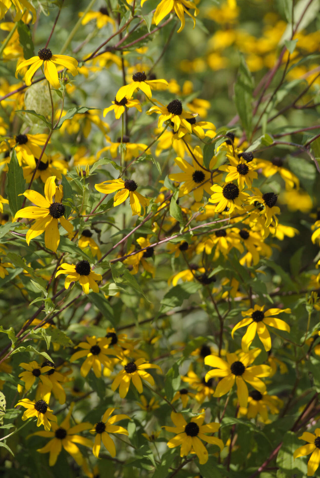 Image of browneyed Susan