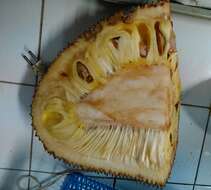 Image of jackfruit