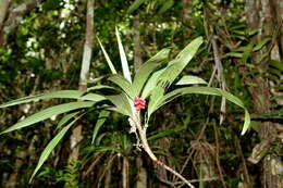 Image of Dypsis poivreana (Baill.) Beentje & J. Dransf.