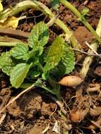 Image of hausa potato