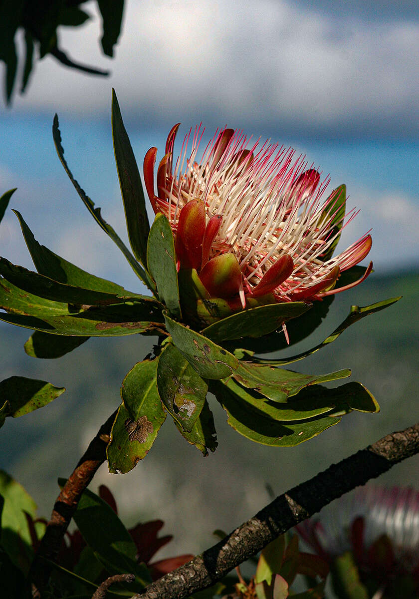 Plancia ëd Protea caffra subsp. gazensis (Beard) Chisumpa & Brummitt