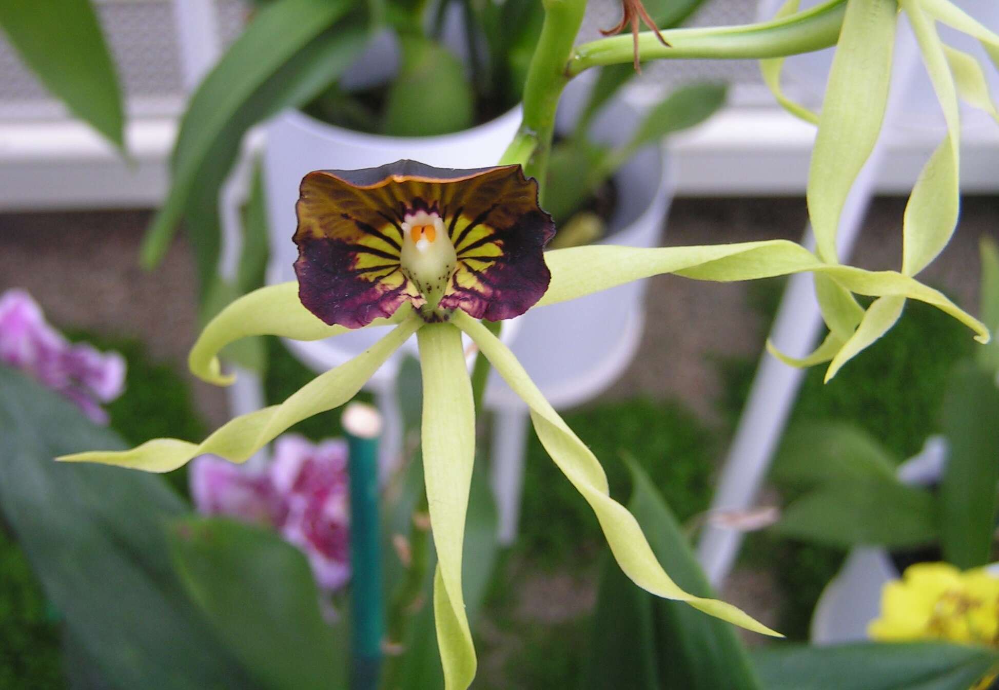 Слика од Prosthechea cochleata (L.) W. E. Higgins