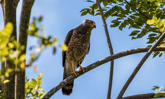 Image of Rupornis magnirostris magnirostris (Gmelin & JF 1788)