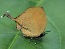 Image of Yasoda tripunctata atrinotata Fruhstorfer 1912