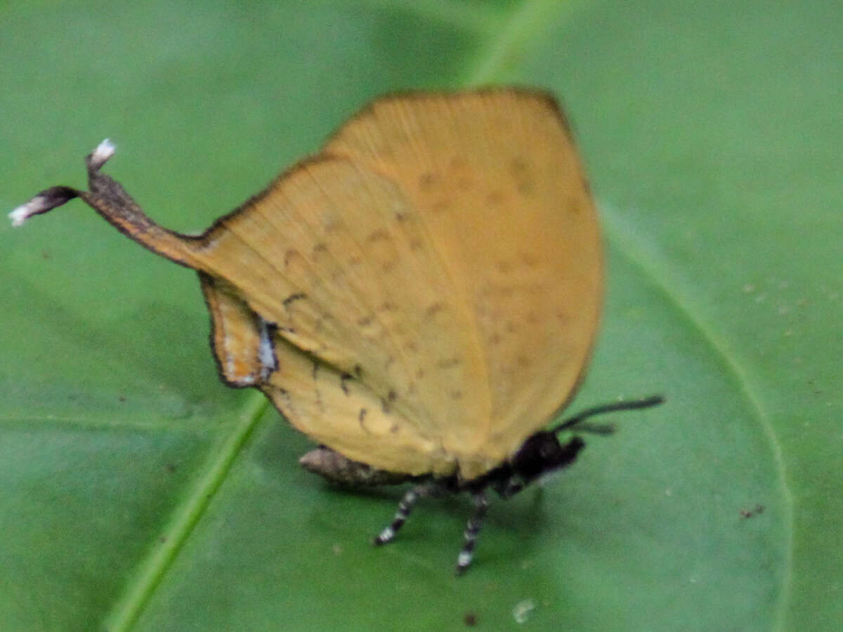 Image de Yasoda tripunctata atrinotata Fruhstorfer 1912