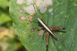 Image of monkey grasshoppers