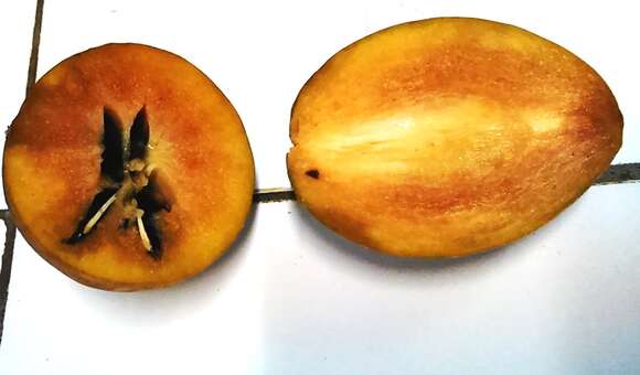 Image of sapodilla