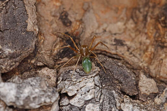 Слика од Amyciaea albomaculata (O. Pickard-Cambridge 1874)