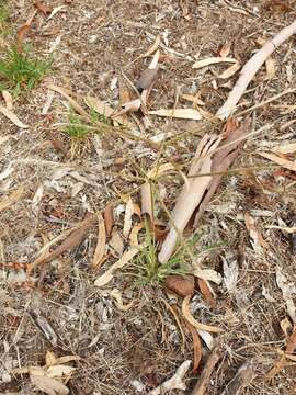 Image of Australian fingergrass