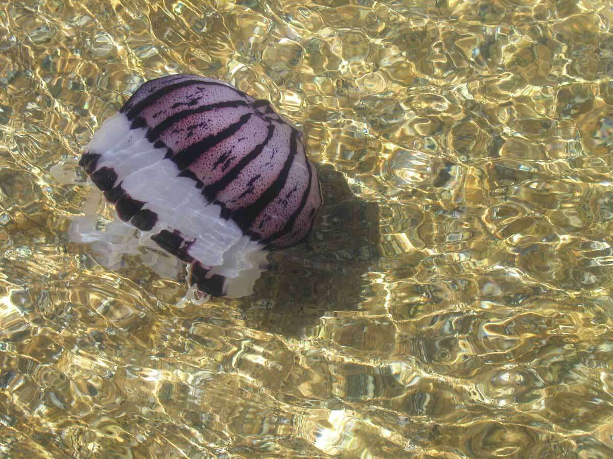 Image of purple-striped jellyfish