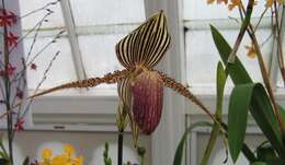 Image de Paphiopedilum rothschildianum (Rchb. fil.) Stein