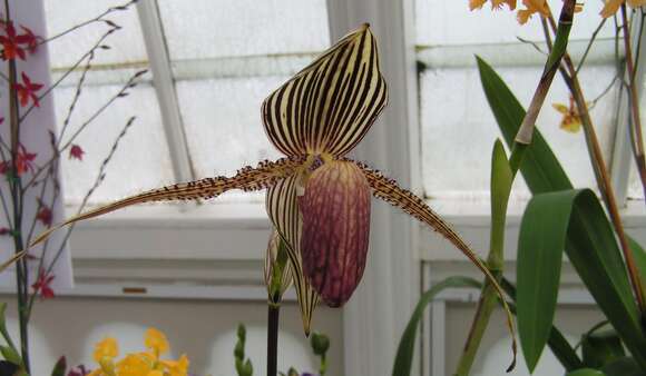 Image de Paphiopedilum rothschildianum (Rchb. fil.) Stein