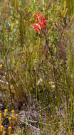 Image of Tritoniopsis triticea (Burm. fil.) Goldblatt