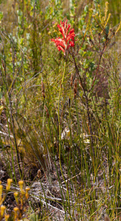 Tritoniopsis triticea (Burm. fil.) Goldblatt的圖片