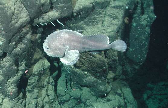 Image of Blob sculpin