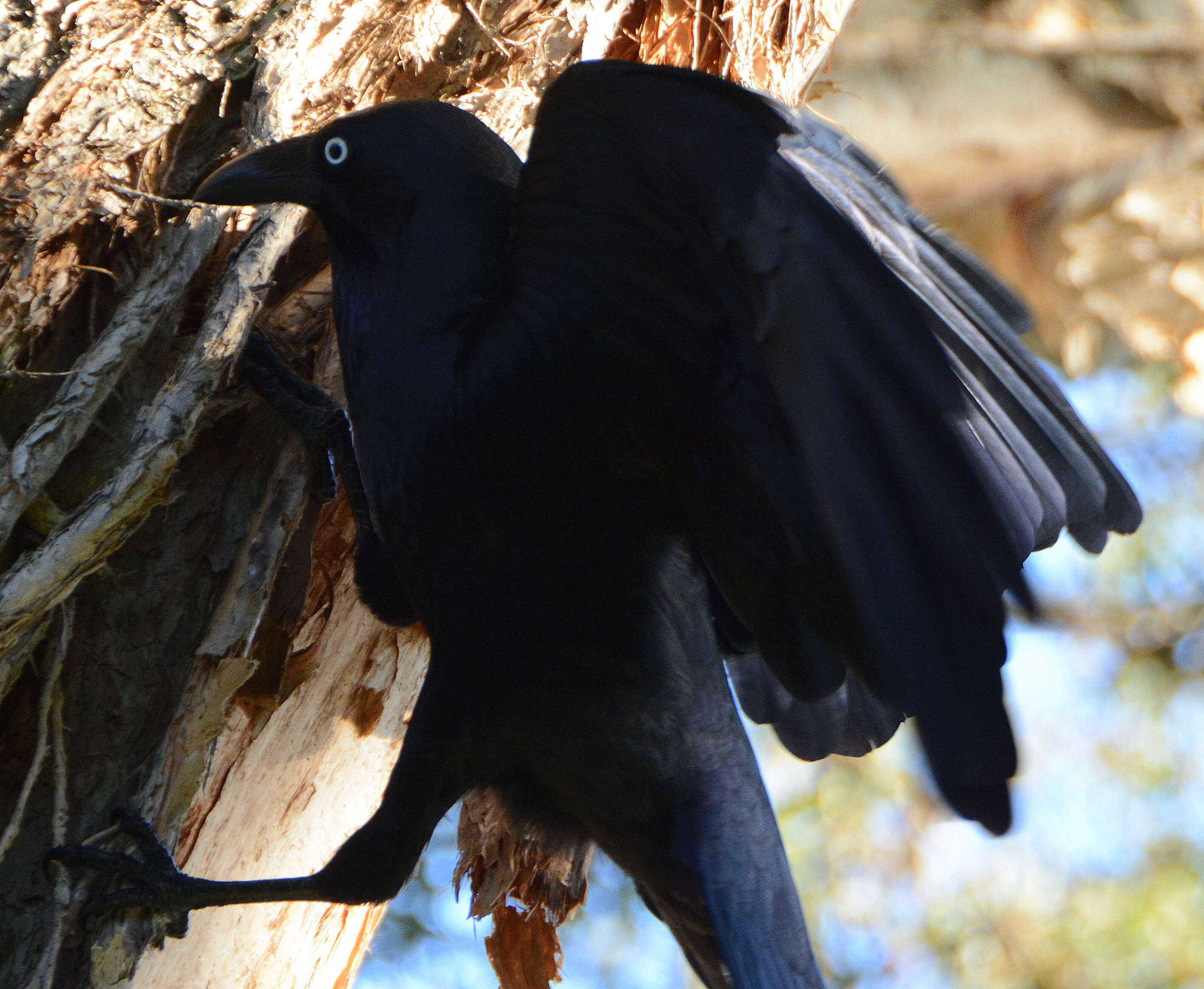 Imagem de Corvus coronoides Vigors & Horsfield 1827