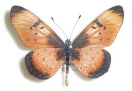 Image de Acraea natalica Boisduval 1847