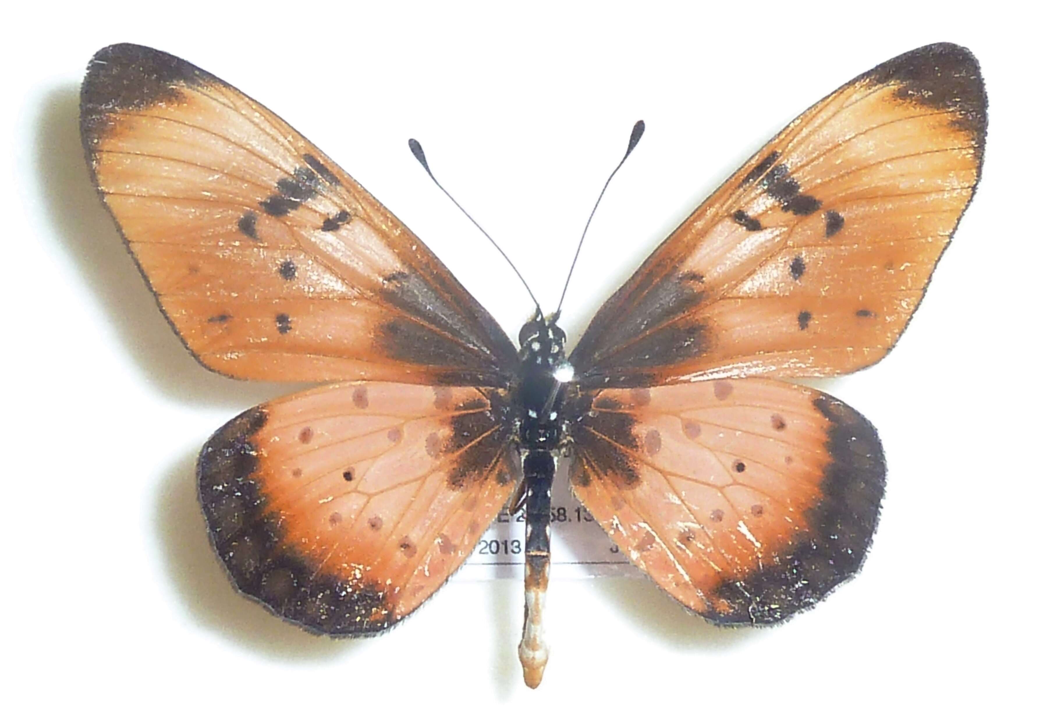 Слика од Acraea natalica Boisduval 1847