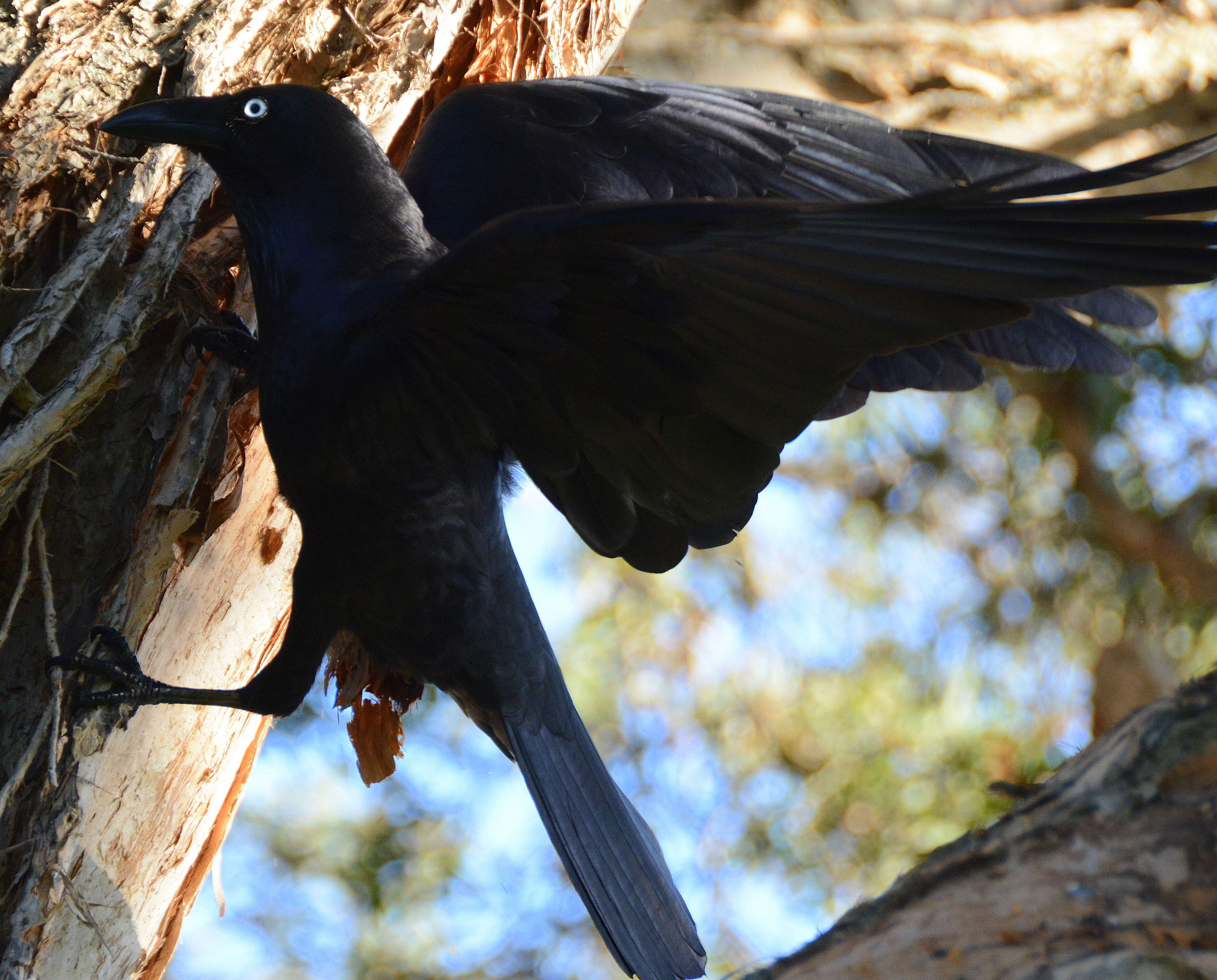 Imagem de Corvus coronoides Vigors & Horsfield 1827