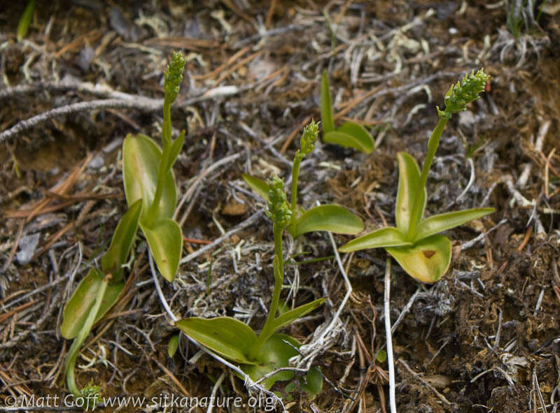 Image of Choriso Bog Orchid