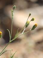 Image de Schkuhria pinnata (Lam.) O. Kuntze