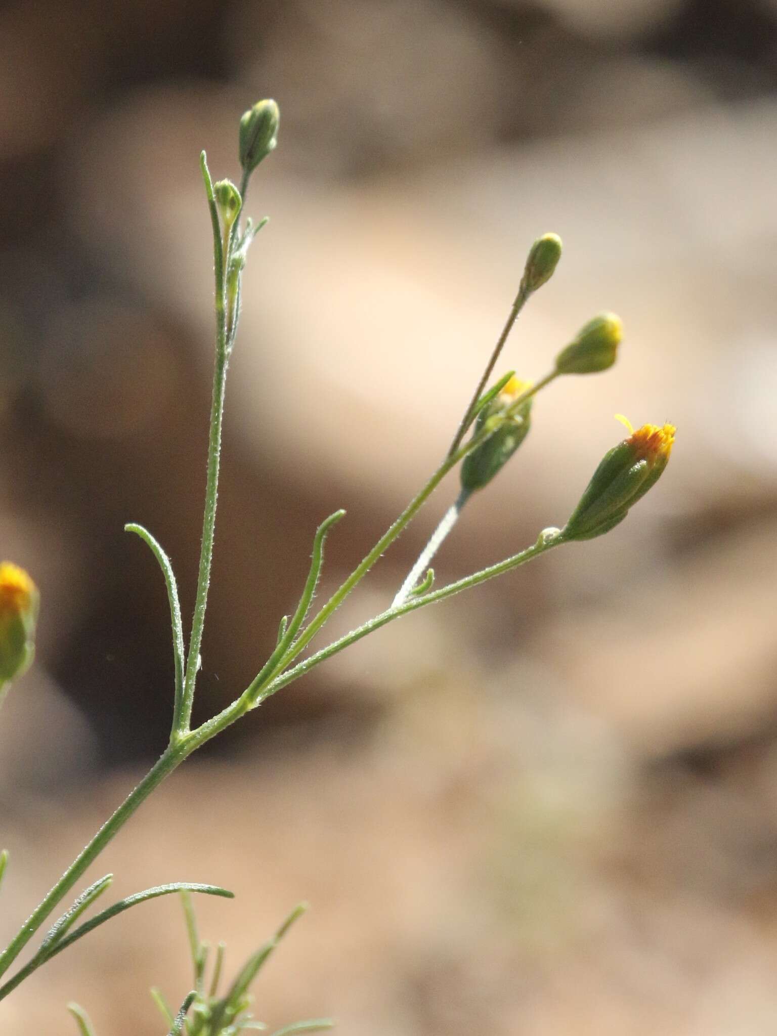 Image de Schkuhria pinnata (Lam.) O. Kuntze