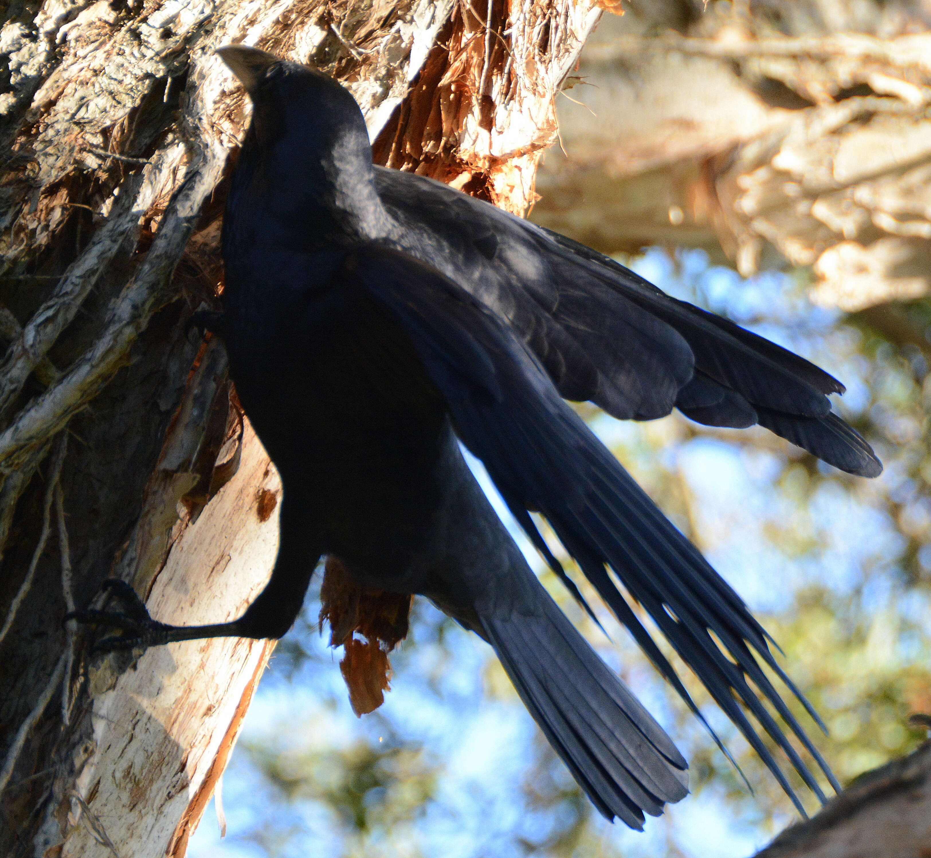 Слика од Corvus coronoides Vigors & Horsfield 1827